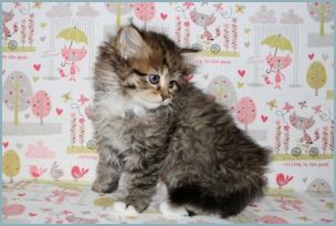 Male Siberian Kitten from Deedlebug Siberians